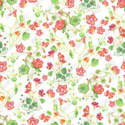 DC 01326 W1 DM 49 412 Nasturtium 430 X 430