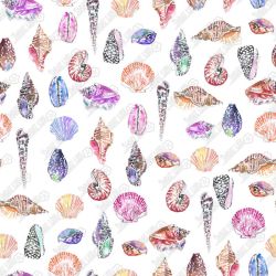 DC COR 04 W1 DM 45 399 1 Colorful Seashells 507 X 507